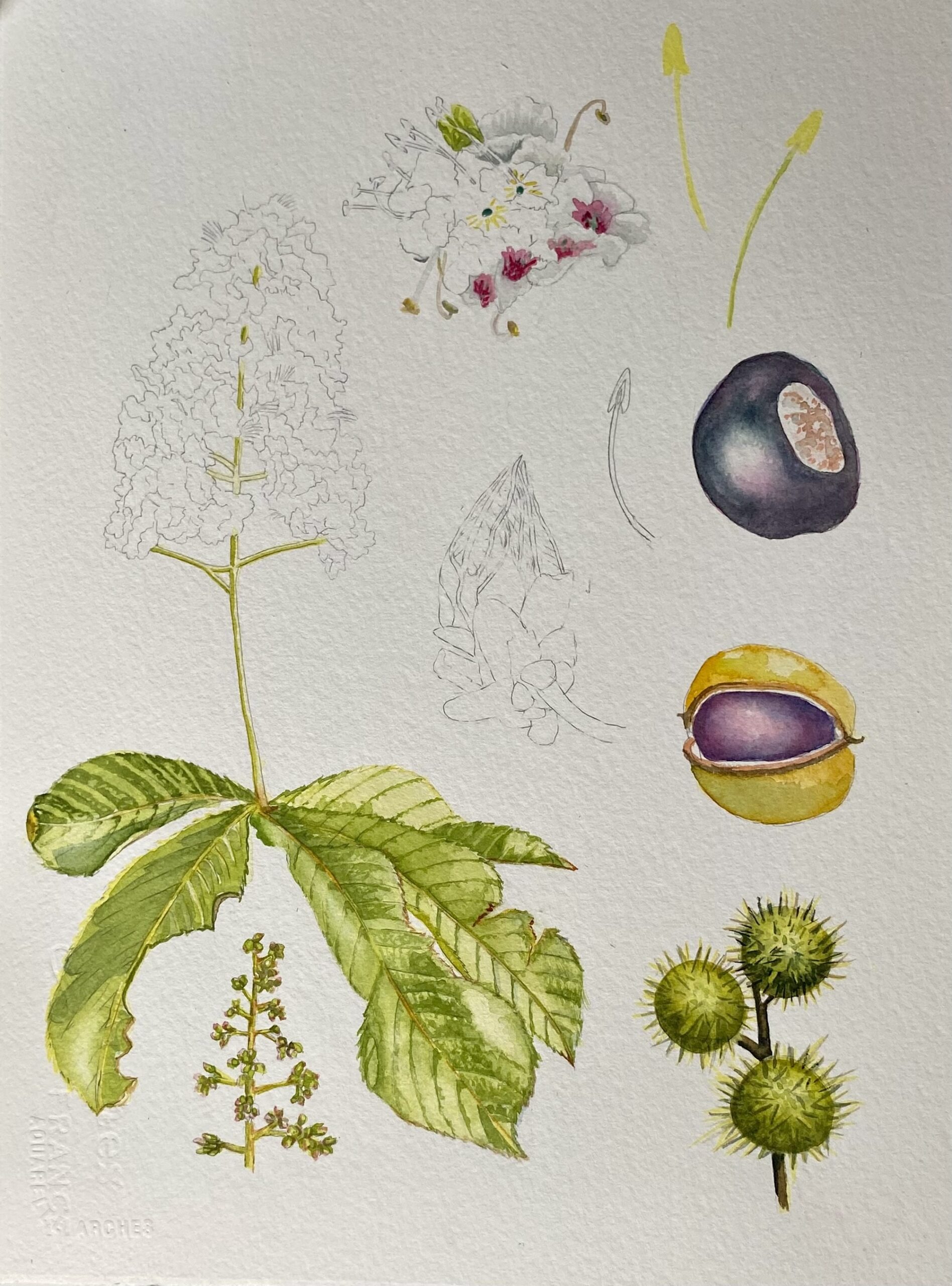 Horse Chestnut
